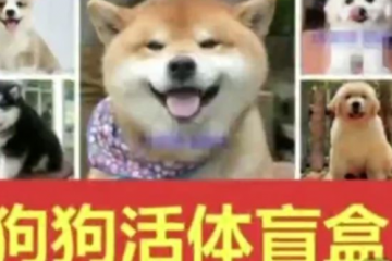 “寵物盲盒”快遞被查封：小貓小狗沒吃沒喝，活活憋死！