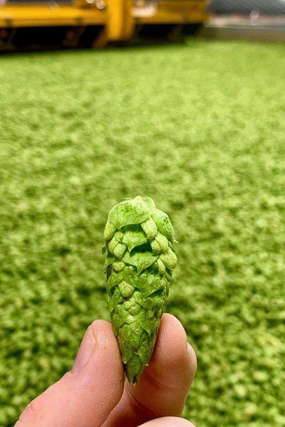進口俄羅斯啤酒花精釀原漿啤酒原料食品貿易天津港報關