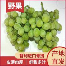青島港進(jìn)口日本晴王香印青提當(dāng)天現(xiàn)摘禮盒水果店葡萄報關(guān)