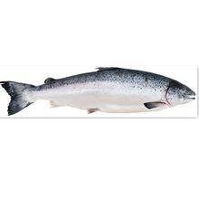 青島進口挪威智利三文魚大西洋鮭魚刺身壽司食材水產品清關