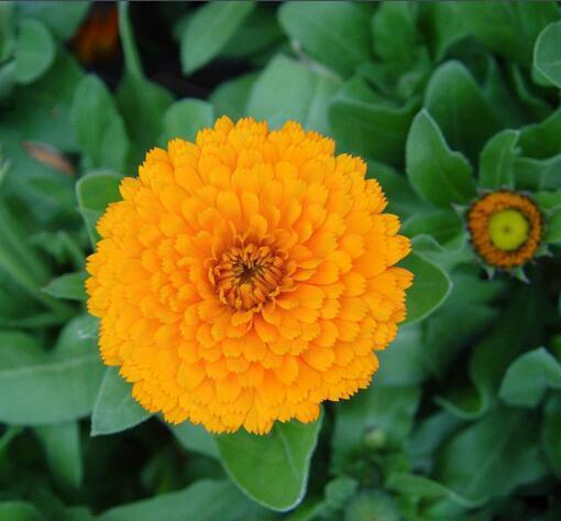 上海港長生菊降三高常春花金盞花西班牙進口清關過程