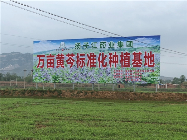　　圖:位于陜西富平縣的萬(wàn)畝黃芩標(biāo)準(zhǔn)化種植基地